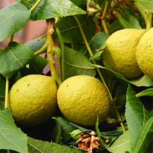 English Walnut Tree Live Plant 1-2 Feet Tall - Cold Hardy, 1 Year Old - Image 8