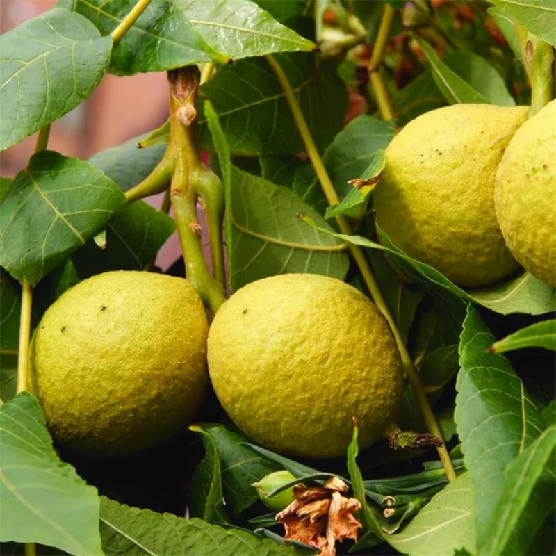 English Walnut Tree Live Plant 1-2 Feet Tall - Cold Hardy, 1 Year Old - Image 8