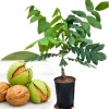 English Walnut Tree Live Plant 1-2 Feet Tall - Cold Hardy, 1 Year Old - Image 1