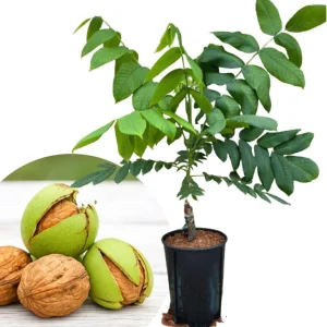 English Walnut Tree Live Plant 1-2 Feet Tall - Cold Hardy, 1 Year Old - Image 1