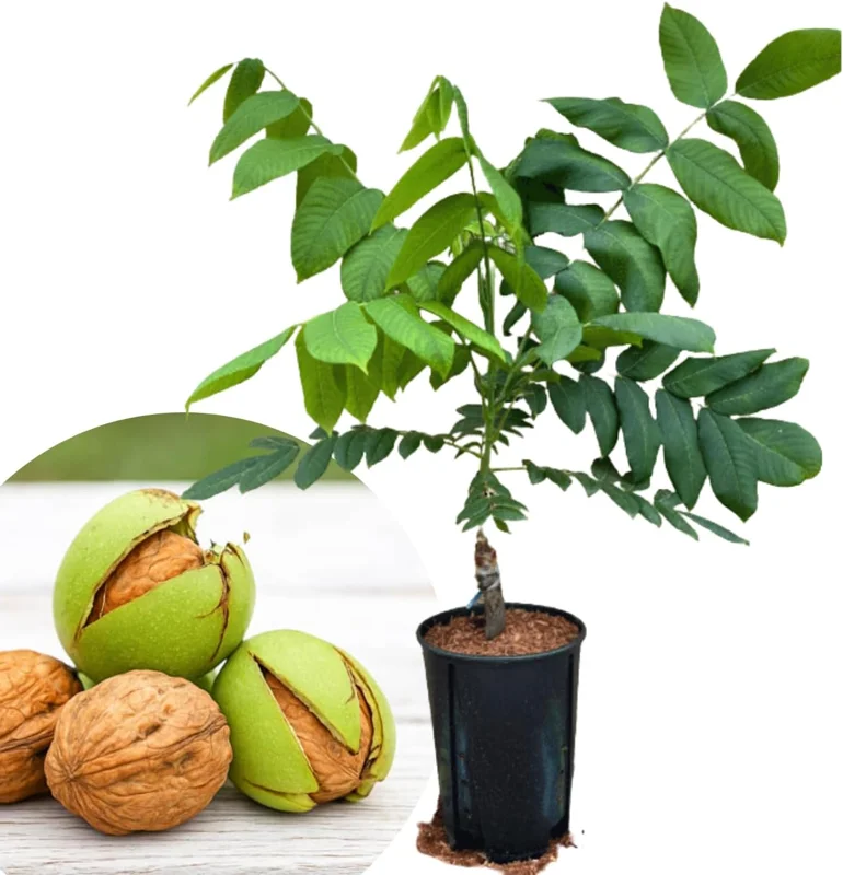 English Walnut Tree Live Plant 1-2 Feet Tall - Cold Hardy, 1 Year Old - Image 1