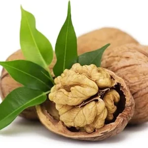 English Walnut Tree Live Plant 1-2 Ft, Cold Hardy, Dormant, for Garden - Image 5