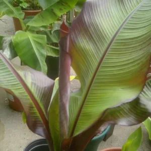 Ensete Maurelii Red Abyssinian Banana Live Plant - 3.5 in Pot Tropical Foliage - Image 2