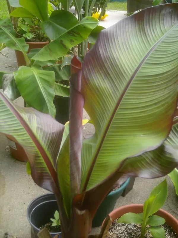 Ensete Maurelii Red Abyssinian Banana Live Plant - 3.5 in Pot Tropical Foliage - Image 2
