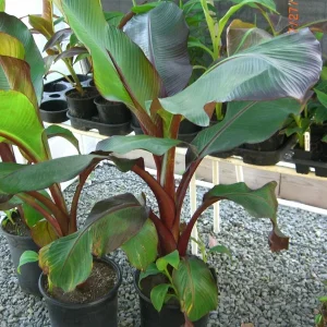 Ensete Maurelii Red Abyssinian Banana Live Plant - 3.5 in Pot Tropical Foliage - Image 3