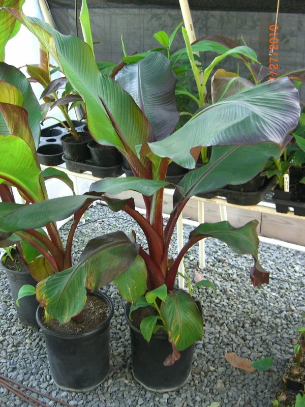 Ensete Maurelii Red Abyssinian Banana Live Plant - 3.5 in Pot Tropical Foliage - Image 3