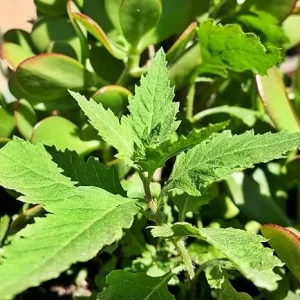 Epazote Live Plant - 4 Inch Pot - Culinary Herb for Indoor/Outdoor Garden - Image 6