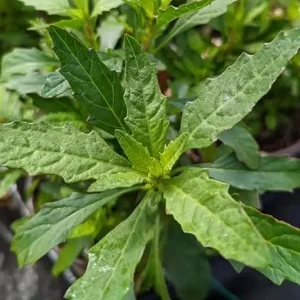 Epazote Live Plant - Well Rooted Perennial Herb for Outdoor Garden, 4-8 Inches - Image 3