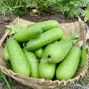 F1 Hairy Melon Seeds - Lemon Winter Melon Seeds (10 Seeds) for Planting - Image 3