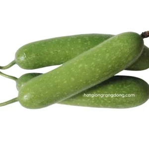 F1 Hairy Melon Seeds - Lemon Winter Melon Seeds (10 Seeds) for Planting - Image 1
