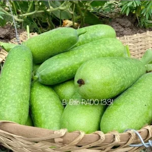 F1 Hairy Melon Seeds - Lemon Winter Melon Seeds (10 Seeds) for Planting - Image 5