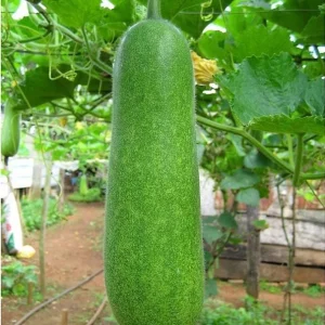 F1 Hairy Melon Seeds - Lemon Winter Melon Seeds (10 Seeds) for Planting - Image 6