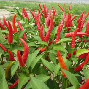 F1 Hot Pepper Seeds for Planting - 40 Seeds, High Yield Spicy Variety - Image 3
