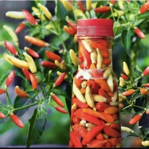 F1 Hot Pepper Seeds for Planting - 40 Seeds, High Yield Spicy Variety - Image 4