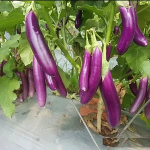 F1 Long Purple Eggplant Seeds - 30 Seeds for Planting | Vegetable Seeds - Image 1