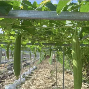 F1 Smooth Luffa Seeds - 10 Seeds for Planting Edible Gourds - Image 4