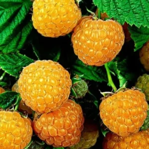 Fall Gold Raspberry Live Plant - 5-9