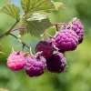 Fall Gold Raspberry Live Plant - 5-9" Tall, Cold Hardy, High Yield, Outdoor - Image 1