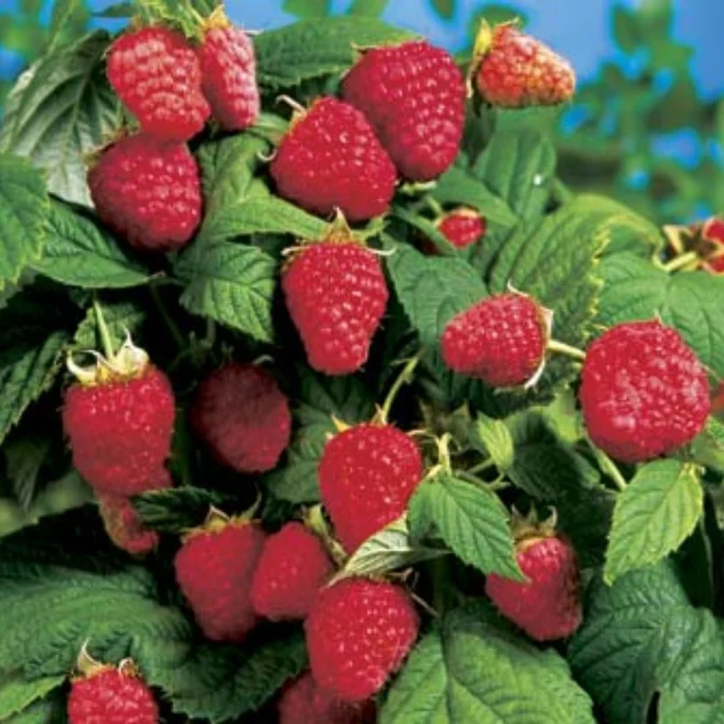 Fall Gold Raspberry Live Plant - 5-9" Tall, Cold Hardy, High Yield, Outdoor - Image 3