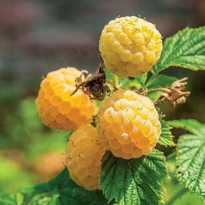 Fall Gold Raspberry Live Plants - Everbearing Sweet Fruits - 2 Pack, 5-9 Inches Tall - Image 4