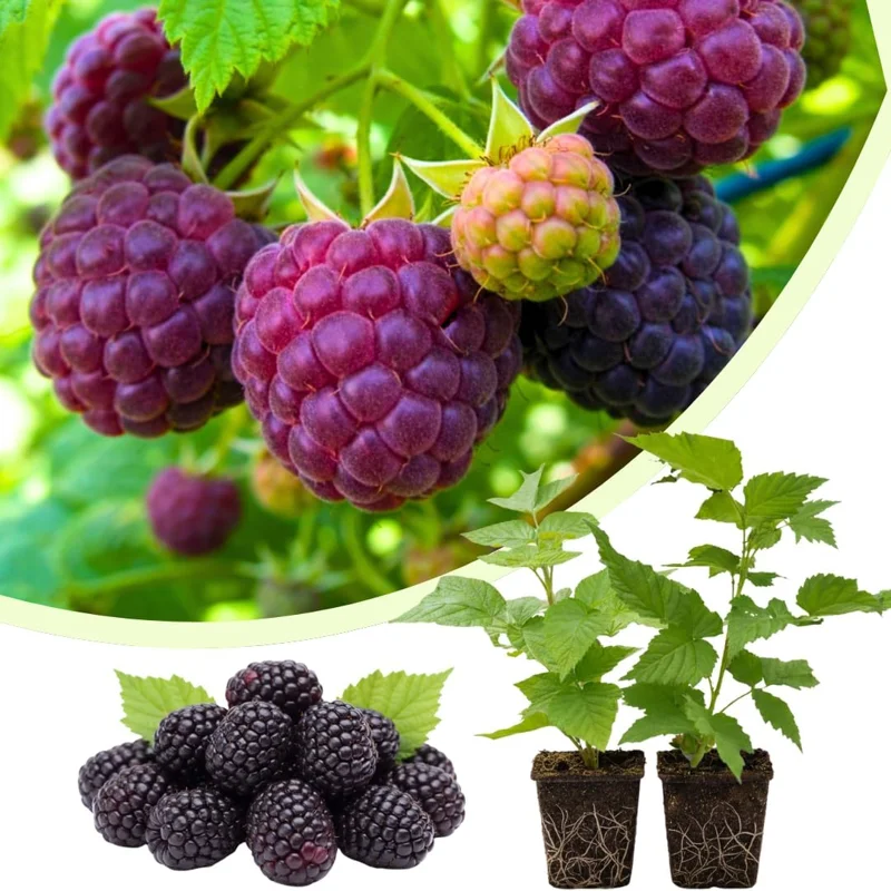 Fall Gold Raspberry Live Plants, Set of 2, 4-6 Inch Tall, Fruit Bearing Shrub - Image 2