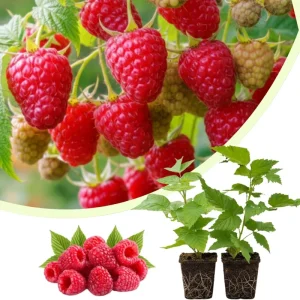 Fall Gold Raspberry Live Plants, Set of 2, 4-6 Inch Tall, Fruit Bearing Shrub - Image 3