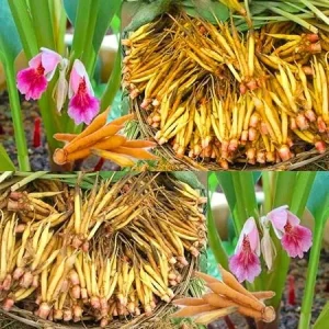 Finger Root Ginger Plant Tuber - Thai Ginger Live Plant for Growing Outdoors - Image 2