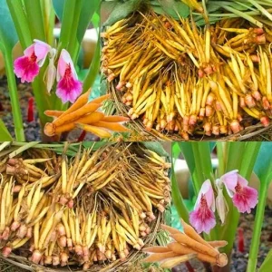 Finger Root Ginger Plant Tuber - Thai Ginger Live Plant for Growing Outdoors - Image 5