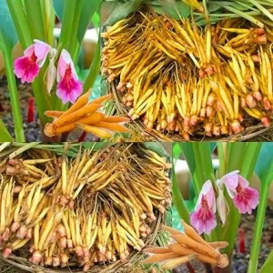 Finger Root Ginger Plant Tuber - Thai Ginger Live Plant for Growing Outdoors - Image 6