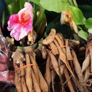 Finger Root Plant Tuber for Planting Thai Herb, 1 Live Root Outdoor - Image 3