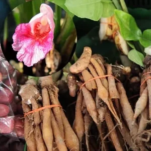 Finger Root Plant Tuber for Planting Thai Herb, 1 Live Root Outdoor - Image 4