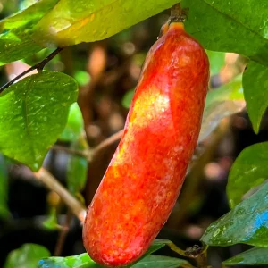 Fingersop Meiogyne cylindrocarpa Live Plant – Red Paipai Fruit Tropical Tree, 2-5'' Tall - Image 3