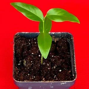 Fingersop Meiogyne cylindrocarpa Live Plant – Red Paipai Fruit Tropical Tree, 2-5'' Tall - Image 4