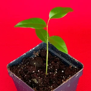 Fingersop Meiogyne cylindrocarpa Live Plant – Red Paipai Fruit Tropical Tree, 2-5'' Tall - Image 5