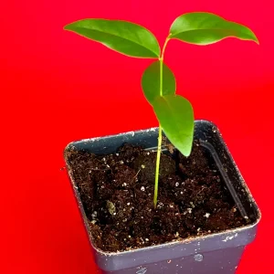 Fingersop Meiogyne cylindrocarpa Live Plant – Red Paipai Fruit Tropical Tree, 2-5'' Tall - Image 7
