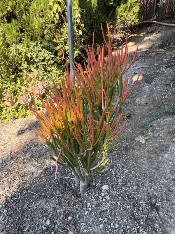 Fire Stick Plant Cuttings – Euphorbia Tirucalli Succulent, 6-8 inch - Image 2