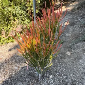 Fire Stick Plant Cuttings – Euphorbia Tirucalli Succulent – 6-8 inch – Indoor/Outdoor - Image 2