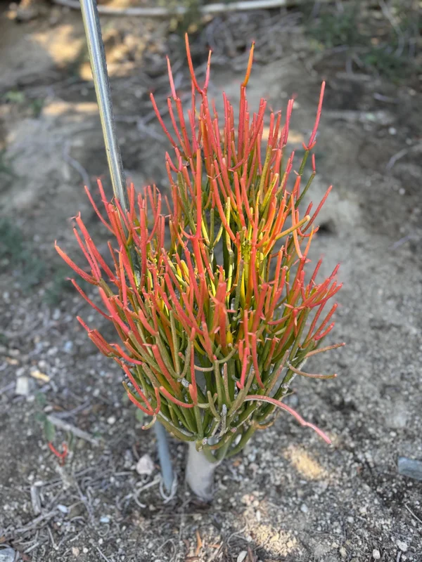 Fire Stick Plant Cuttings – Euphorbia Tirucalli Succulent – 6-8 inch – Indoor/Outdoor - Image 1