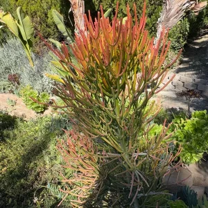 Fire Stick Plant Cuttings – Euphorbia Tirucalli Succulent – 6-8 inch – Indoor/Outdoor - Image 3