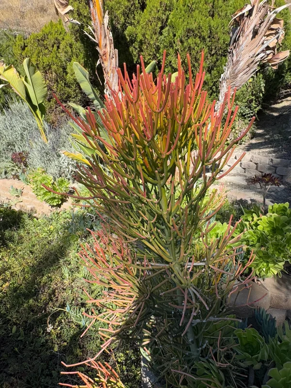 Fire Stick Plant Cuttings – Euphorbia Tirucalli Succulent – 6-8 inch – Indoor/Outdoor - Image 3