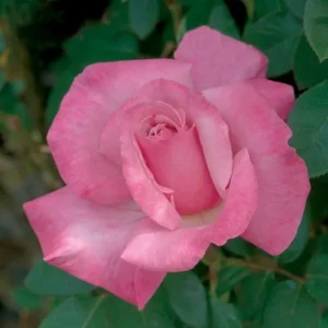 First Prize Rose Cuttings - Set of 6 - 8-10