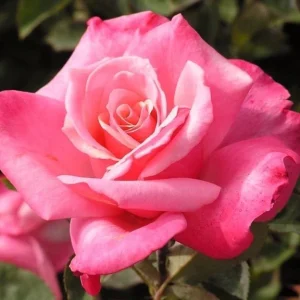 First Prize Rose Cuttings - Set of 6 - 8-10