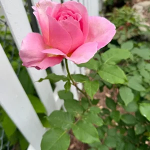 First Prize Rose Cuttings - Set of 6 - 8-10