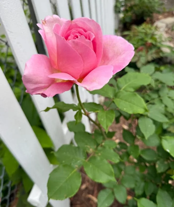 First Prize Rose Cuttings - Set of 6 - 8-10" Long - Hybrid Tea Rose for Propagation - Image 4
