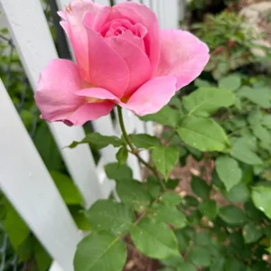 First Prize Rose Cuttings - Set of 6 - 8-10