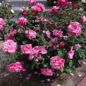 First Prize Rose Cuttings - Set of 6 - 8-10