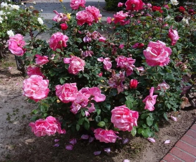 First Prize Rose Cuttings - Set of 6 - 8-10" Long - Hybrid Tea Rose for Propagation - Image 5
