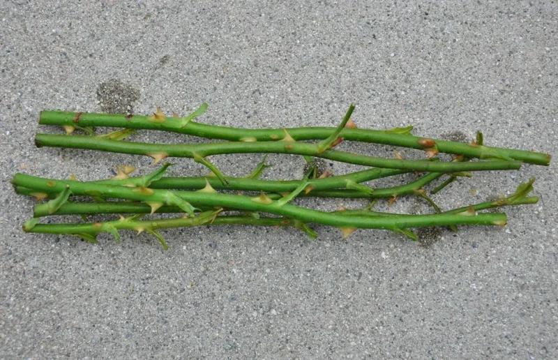First Prize Rose Cuttings - Set of 6 - 8-10" Long - Hybrid Tea Rose for Propagation - Image 6