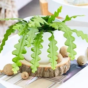 Fishbone Cactus Live Plant - Epiphyllum Anguliger, 2 Inch Pot, Indoor/Outdoor - Image 2