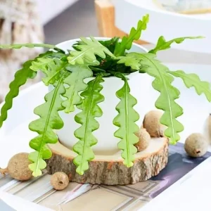 Fishbone Cactus Live Plant - Epiphyllum Anguliger, 2 Inch Pot, Indoor/Outdoor - Image 5